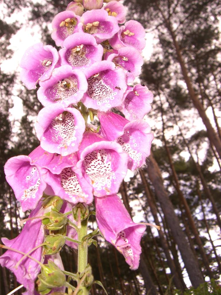 Blume